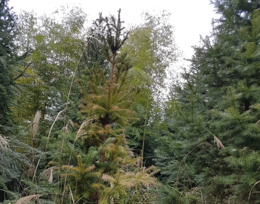 Indufor - Image - News - China Focus: China’s Carbon Neutrality Pledge