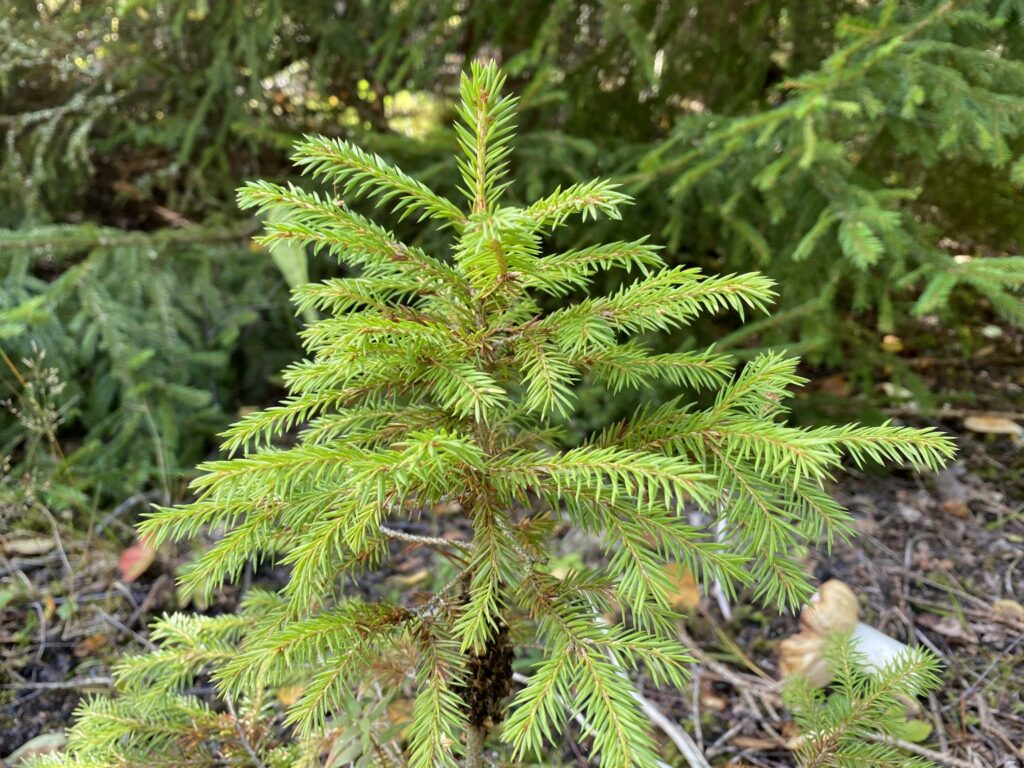 Indufor - Image - Case Studies - Role of the Russian Forestry in the Global Fight Against Climate Change