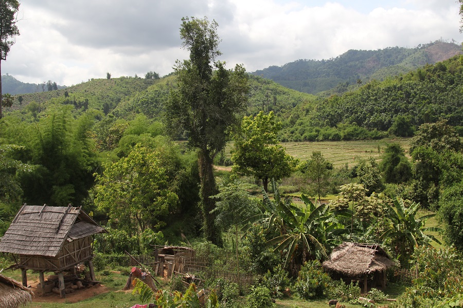 Lao forests