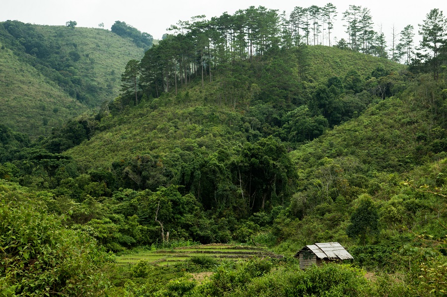 forests in Lao