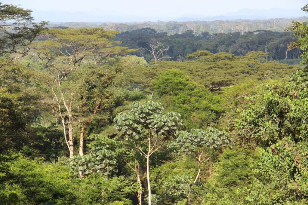 Indufor - Image - News - COP26 – Will the Global Pledges to Halt Deforestation Save the Forests?