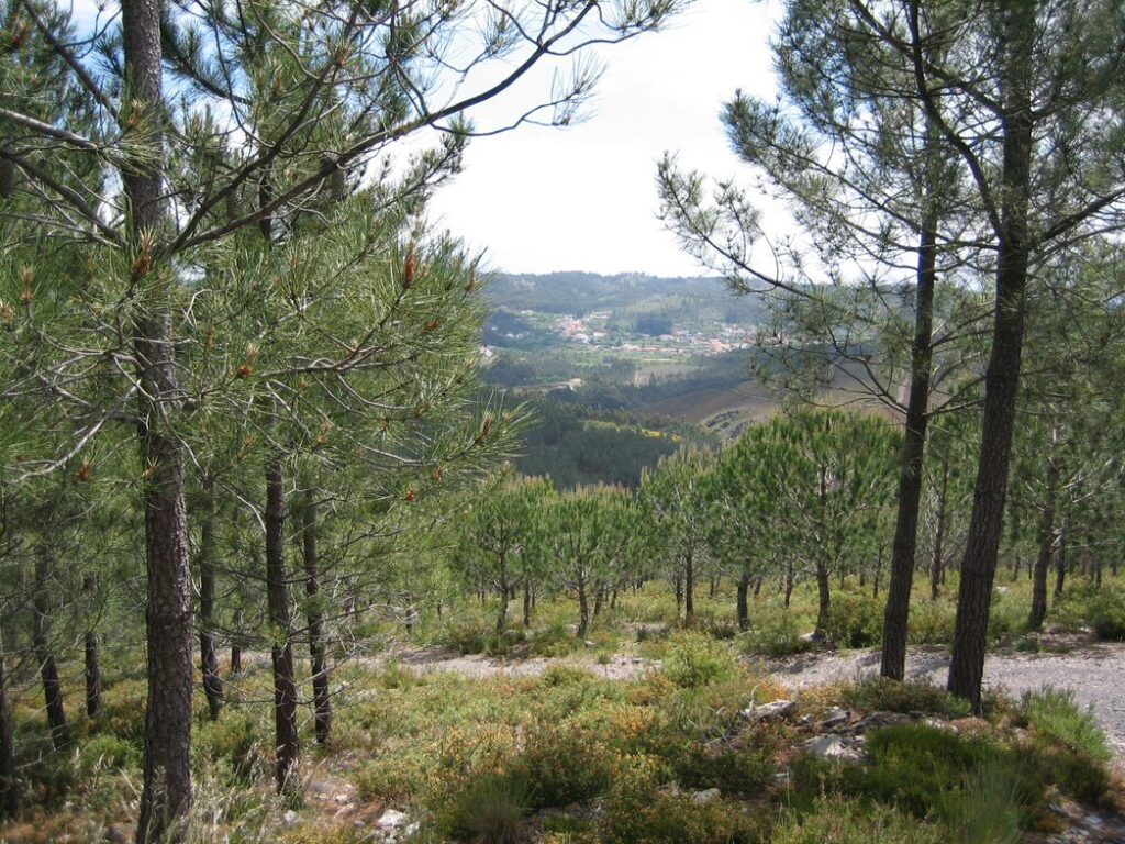 Indufor - Image - News - Indufor Strengthens Carbon Services