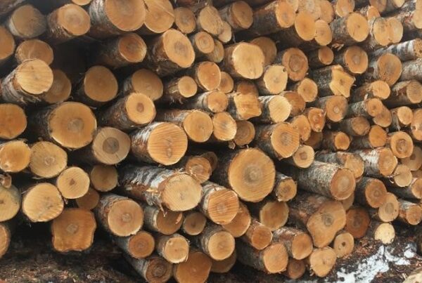 Indufor - Image - Insights - Can the European Market Survive Without Russian Birch Plywood?