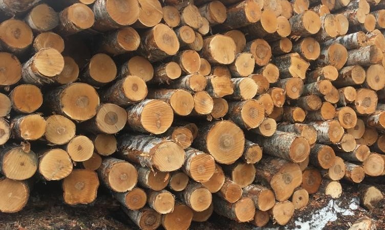 Indufor - Image - Insights - Can the European Market Survive Without Russian Birch Plywood?