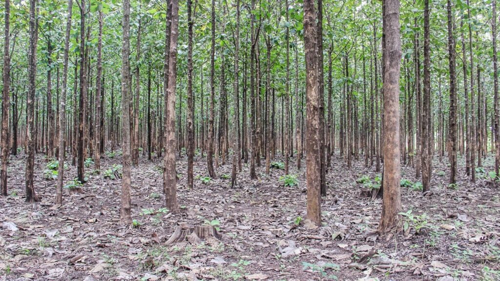 Teak Plantations in South Sudan - Equatorial Teak Company