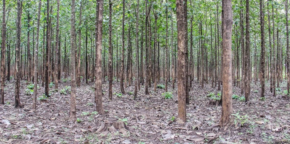 Teak Plantations in South Sudan - Equatorial Teak Company