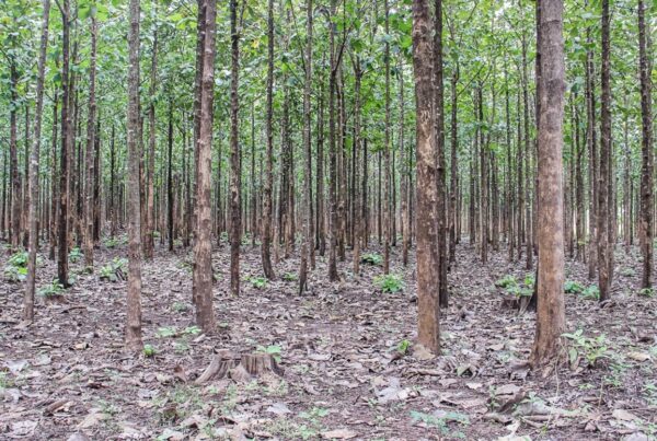 Teak Plantations in South Sudan - Equatorial Teak Company