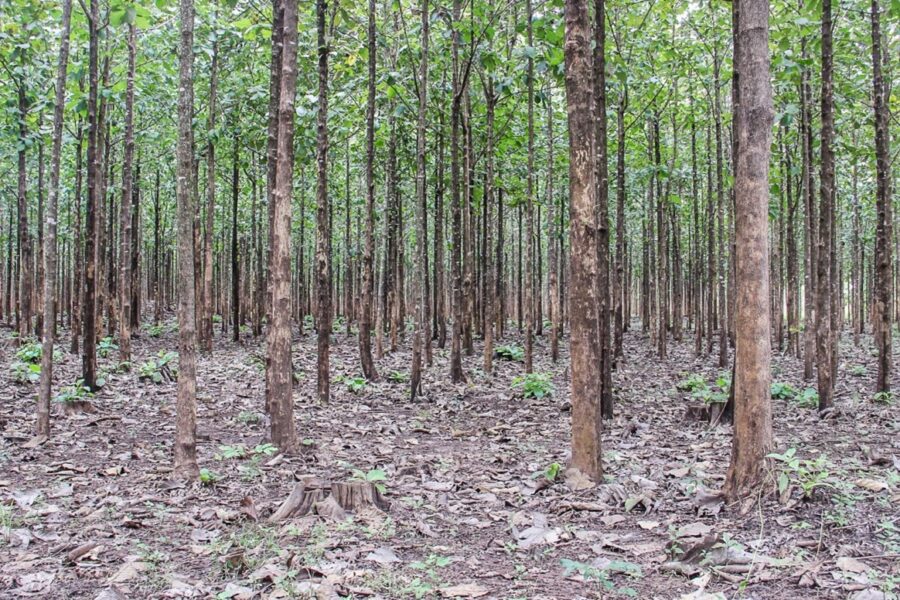 Teak Plantations in South Sudan - Equatorial Teak Company