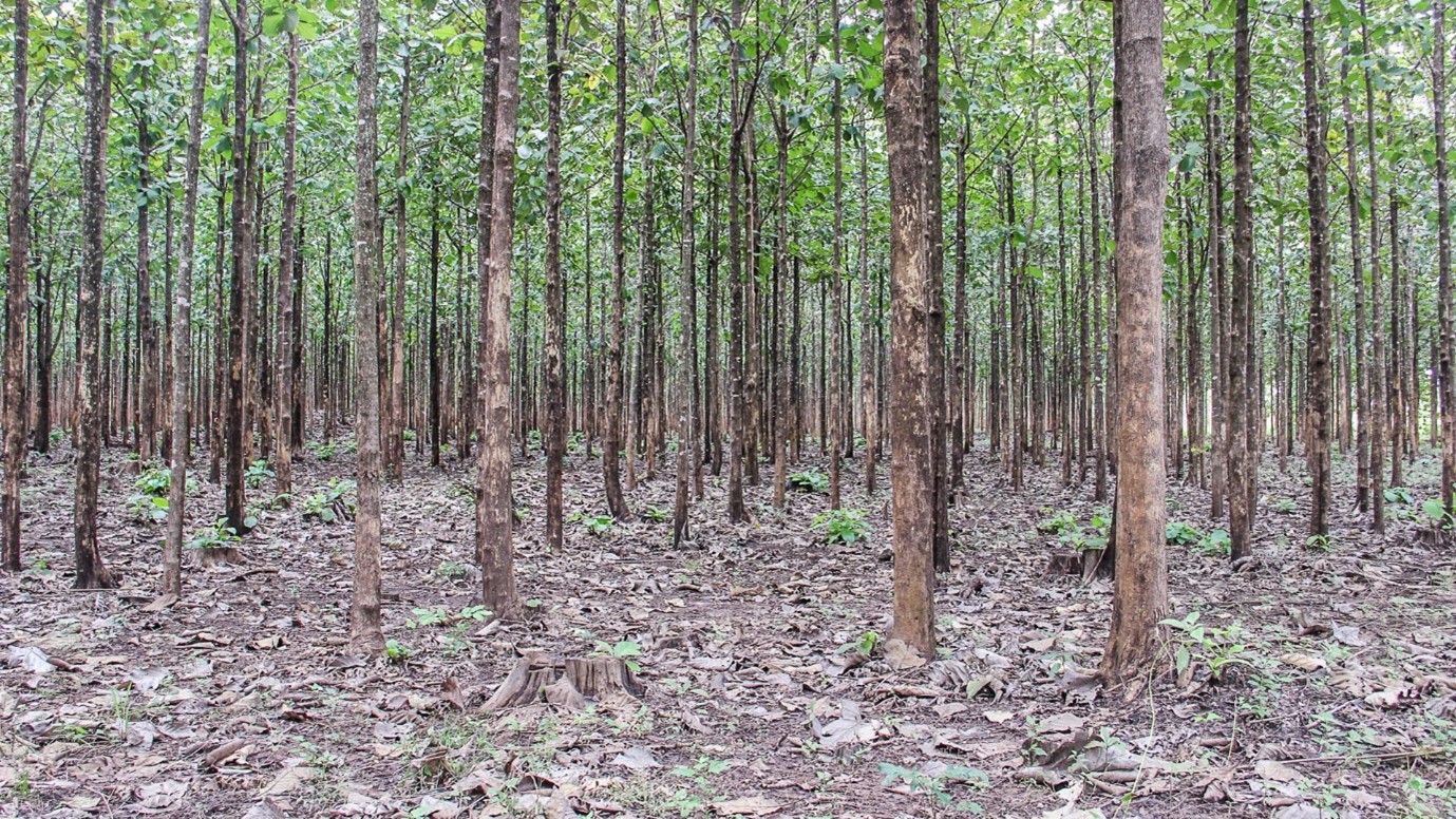 Teak Plantations in South Sudan - Equatorial Teak Company